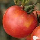 Plant de tomate 'Previa' F1 : pot de 0,5 litre